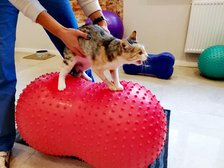 archiwum Fizjo-Pet-Med Kliniki Rehabilitacji Zwierząt w Łodzi