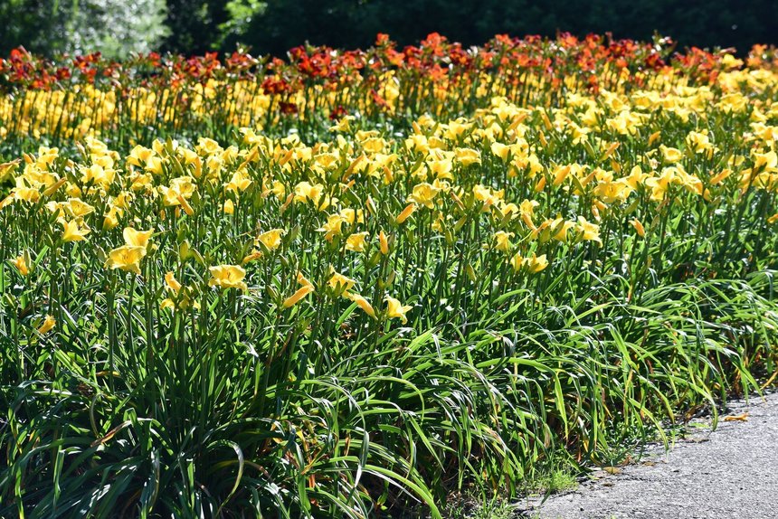 „Tydzień liliowców” w Ogrodzie Botanicznym