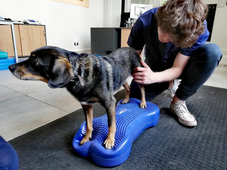archiwum Fizjo-Pet-Med Kliniki Rehabilitacji Zwierząt w Łodzi