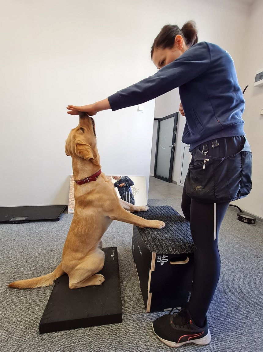 archiwum Fizjo-Pet-Med Kliniki Rehabilitacji Zwierząt w Łodzi