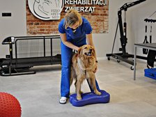 archiwum Fizjo-Pet-Med Kliniki Rehabilitacji Zwierząt w Łodzi