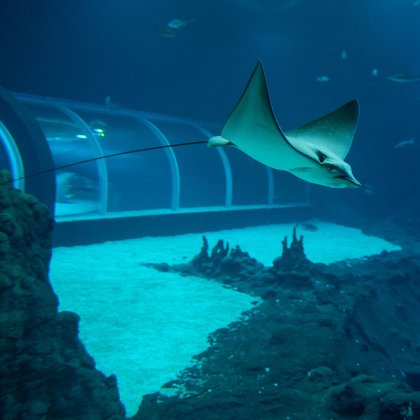 Strefa oceaniczna w Orientarium w Łodzi, fot. ŁÓDŹ.PL