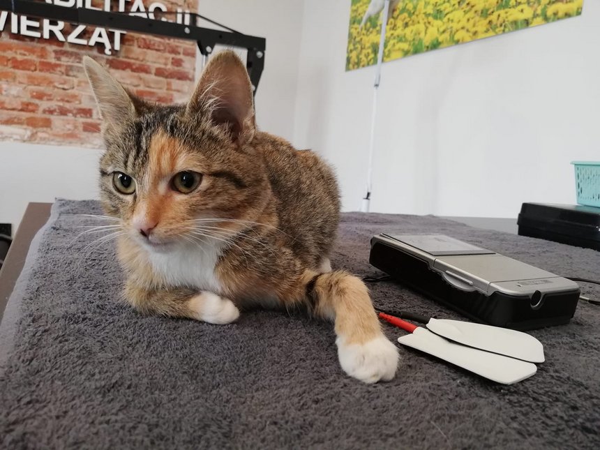 archiwum Fizjo-Pet-Med Kliniki Rehabilitacji Zwierząt w Łodzi