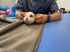 archiwum Fizjo-Pet-Med Kliniki Rehabilitacji Zwierząt w Łodzi