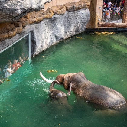 Słonie w Orientarium w Łodzi, fot. ŁÓDŹ.PL