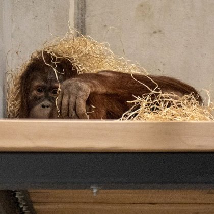 Orangutan w Orientarium w Łodzi, fot. ŁÓDŹ.PL