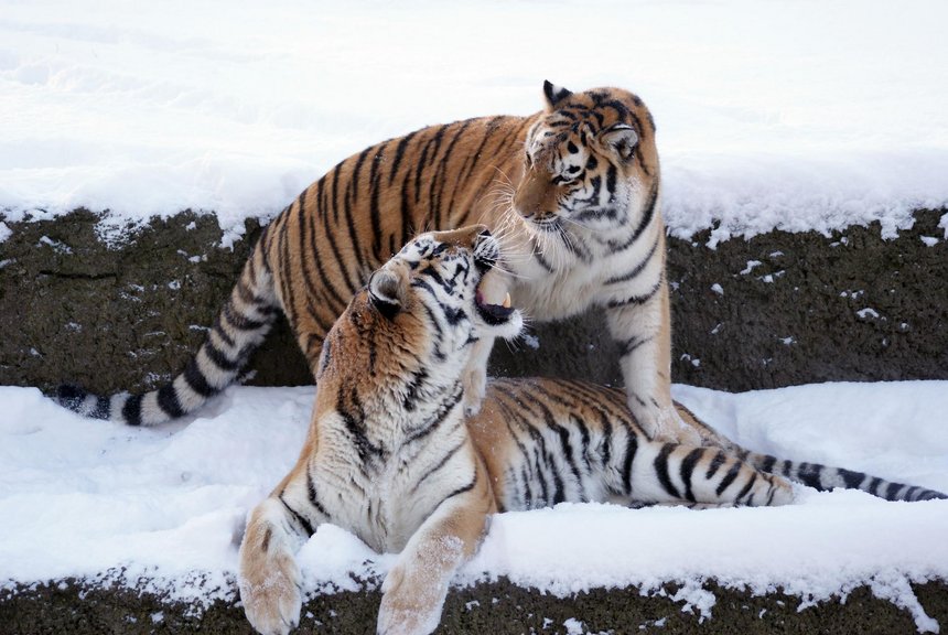 fot. ZOO