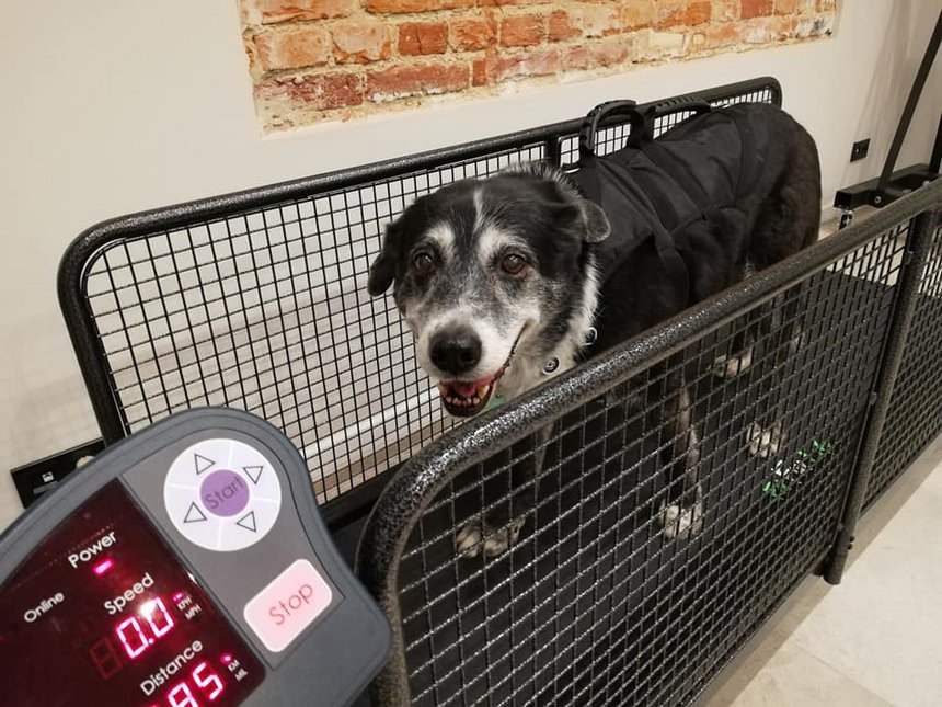 archiwum Fizjo-Pet-Med Kliniki Rehabilitacji Zwierząt w Łodzi