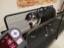archiwum Fizjo-Pet-Med Kliniki Rehabilitacji Zwierząt w Łodzi
