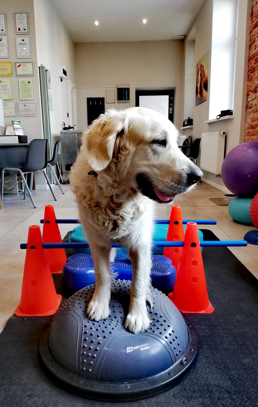 archiwum Fizjo-Pet-Med Kliniki Rehabilitacji Zwierząt w Łodzi