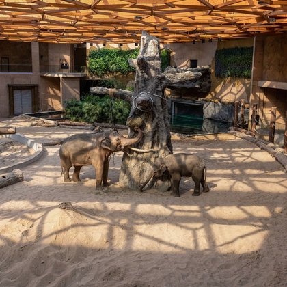 Słonie w Orientarium w Łodzi, fot. ŁÓDŹ.PL