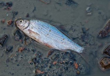 fot. ENVATO ELEMENTS