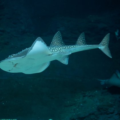 Strefa oceaniczna w Orientarium w Łodzi, fot. ŁÓDŹ.PL