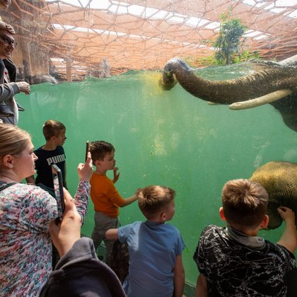 Słonie w Orientarium w Łodzi, fot. ŁÓDŹ.PL