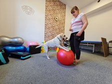 archiwum Fizjo-Pet-Med Kliniki Rehabilitacji Zwierząt w Łodzi